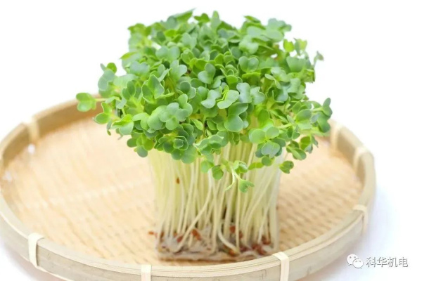 中國微生物酵素—連載